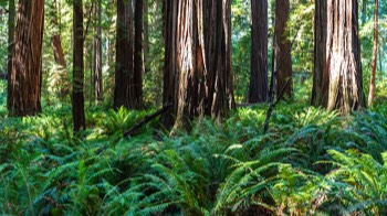  14 Redwoods NP 
